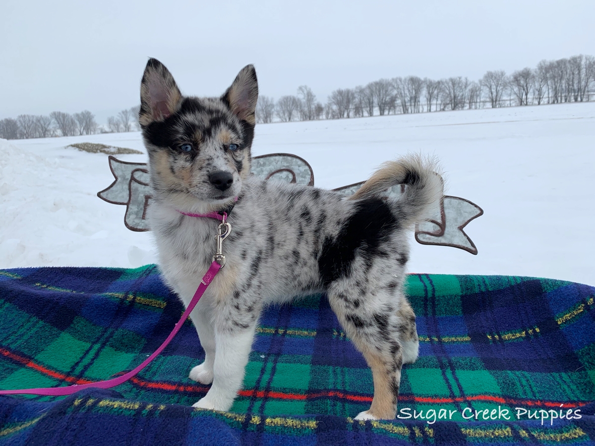 merle pomsky puppies for sale