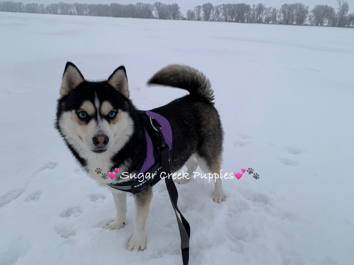 Josie