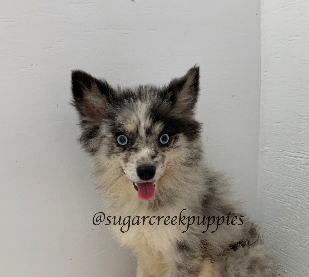 Pepper