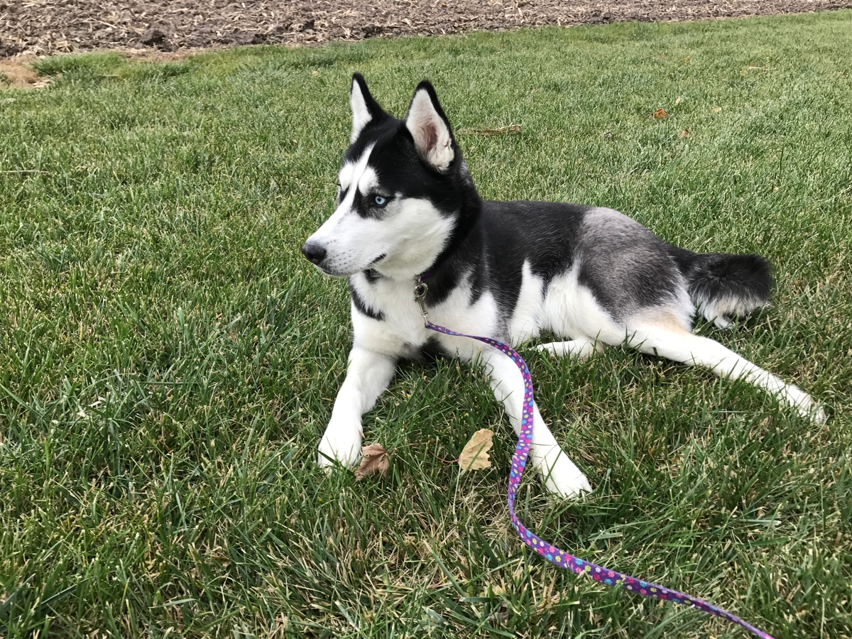 Lacey