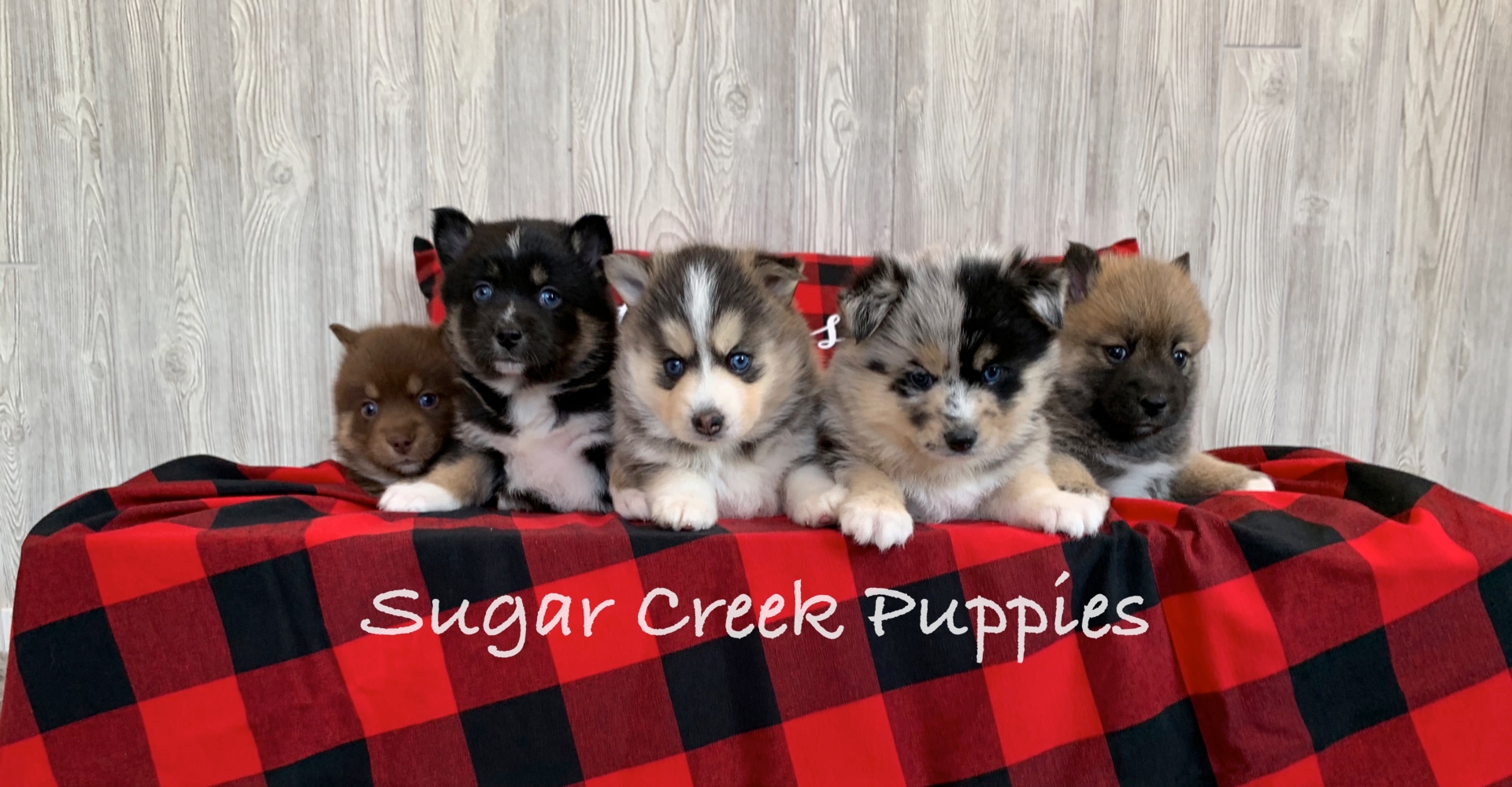 miniature pomsky puppies for sale