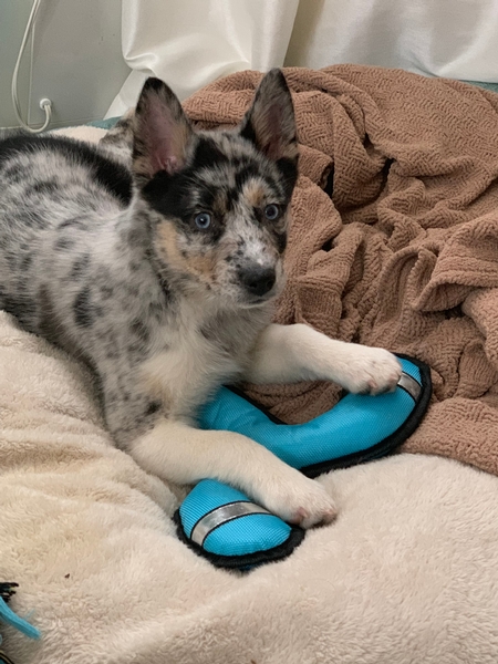 Gayla Pawlisa